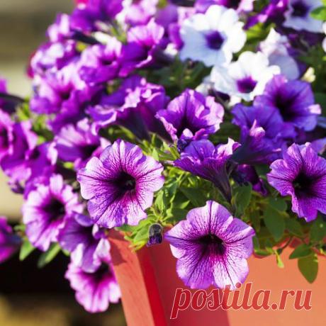 ПРЕВРАЩАЕМ ОДНОЛЕТНИЕ ПЕТУНИИ В МНОГОЛЕТНИКИ Осенью так жаль расставаться с роскошными красавицами-петуниями. Но оказывается, совсем не сложно не только продлить цветение любимых однолетников, но и сохранить их в доме до следующего сезона...https://outdoor.usadbaonline.ru/ru/2014mar/grow/3338