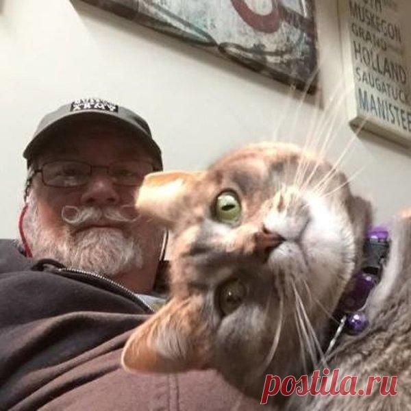 27 котов, которые круче всех делают селфи | Котомама на пенсии | Яндекс Дзен