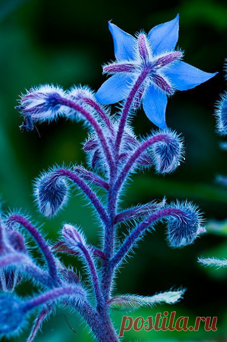 Borage is an edible flower with a cucumber-like taste. The ... | Flow…