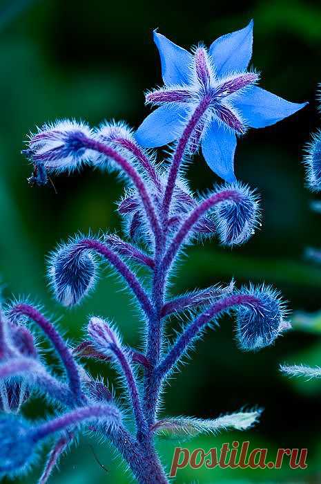 Borage is an edible flower with a cucumber-like taste. The ... | Flow…