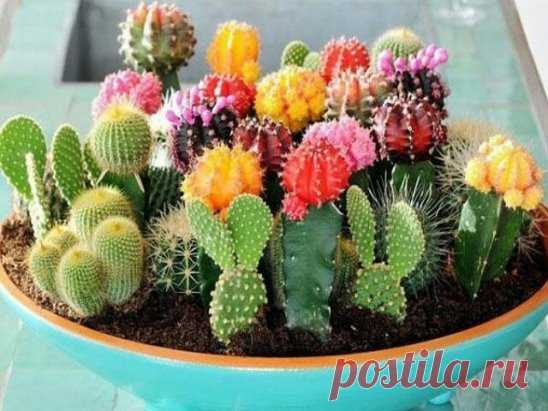 Подкормка домашних растений  
При активном росте и цветении колючие обитатели подоконников подкармливаются натуральными удобрениями. Не рекомендуется добавлять полезные вещества в сухой грунт: вначале поливаются отстоянной водой, по истечению двух часов вносится немного подкормки.
«Мясную» воду (после промывки или вымачивания мяса) любит сциндапсус. После ее лианы будут подпирать потолок. Единственный минус – не очень приятный запах, поэтому подкормка используется редко.
Аквариумная вода уско