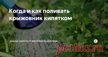 Когда и как поливать крыжовник кипятком Крыжовник от зимней спячки просыпается очень рано и поэтому подвергается нападению насекомых. Для того чтобы уничтожить вредителей необходимо обработать крыжовник путем ошпаривания куста кипятком. Благодаря такому методу, мы не только боремся с вредителями, но еще и повышаем урожайность ягод. Расскажу, как и когда поливать крыжовник кипятком.