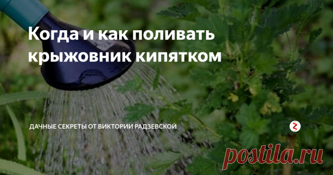 Когда и как поливать крыжовник кипятком Крыжовник от зимней спячки просыпается очень рано и поэтому подвергается нападению насекомых. Для того чтобы уничтожить вредителей необходимо обработать крыжовник путем ошпаривания куста кипятком. Благодаря такому методу, мы не только боремся с вредителями, но еще и повышаем урожайность ягод. Расскажу, как и когда поливать крыжовник кипятком.