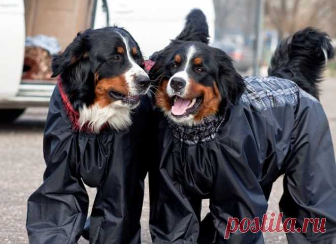Простейшая выкройка комбинезона для вашего любимца. - Домашние любимцы - Женский Мир