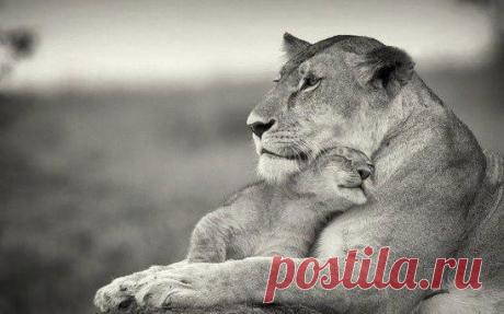 Самая большая ненависть возникает к тем, кто сумел дотронуться к сердцу, а затем плюнул в душу...