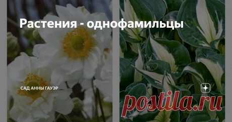 Растения - однофамильцы Растения тоже бывают тезками или однофамильцами. Собрала для вас разные растения с одинаковыми названиями