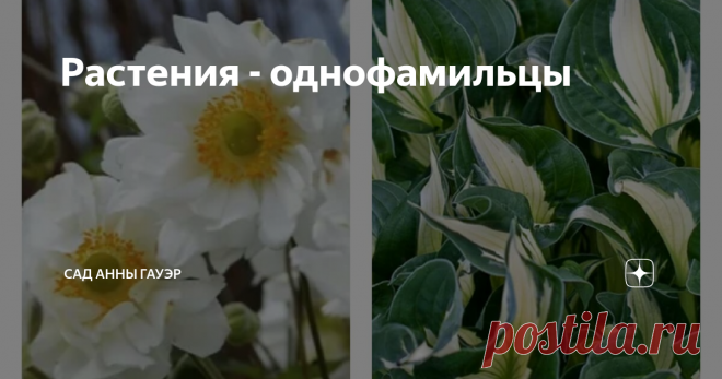 Растения - однофамильцы Растения тоже бывают тезками или однофамильцами. Собрала для вас разные растения с одинаковыми названиями