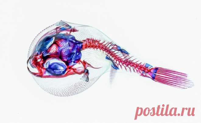 17 самых креативных фото животных в 2021 году: они вас порадуют и удивят | Российское фото | Яндекс Дзен