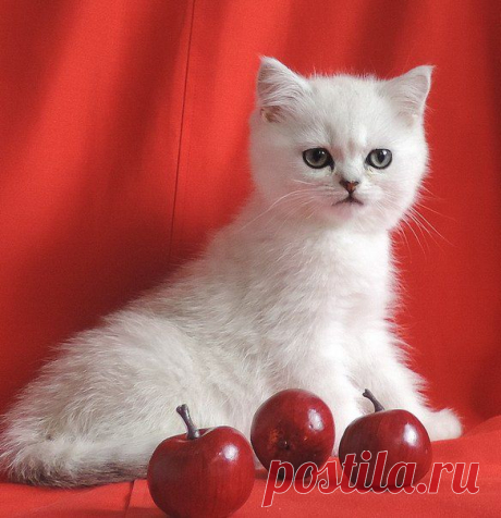 Продажа шотландских котят; Луганск.