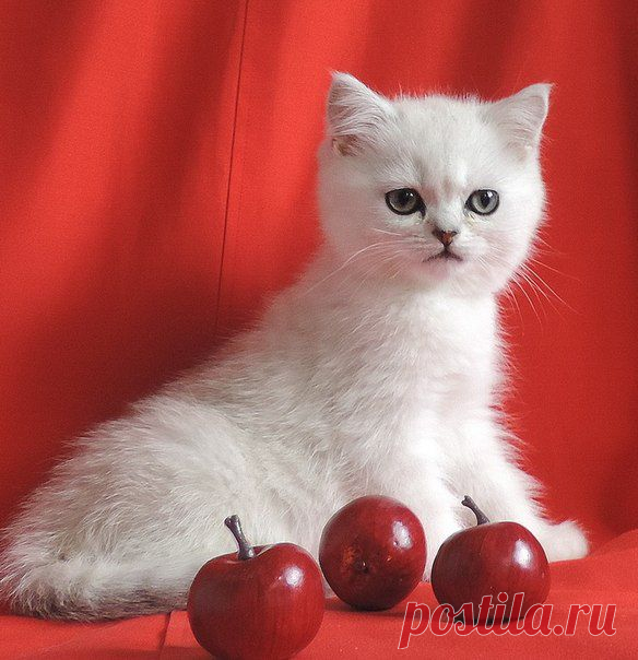 Продажа шотландских котят; Луганск.