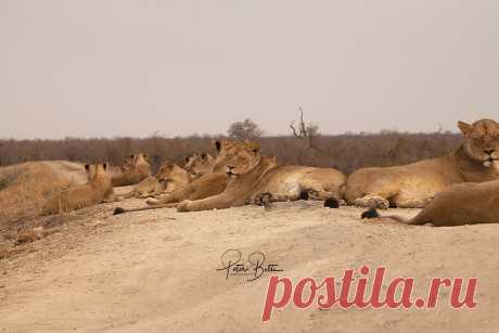 Grootvlei Surprise all on my own in a very remote part of Kruger National Park with 17 relaxed lions around my truck for 2 hours as the only human on the planet to witness and experience this