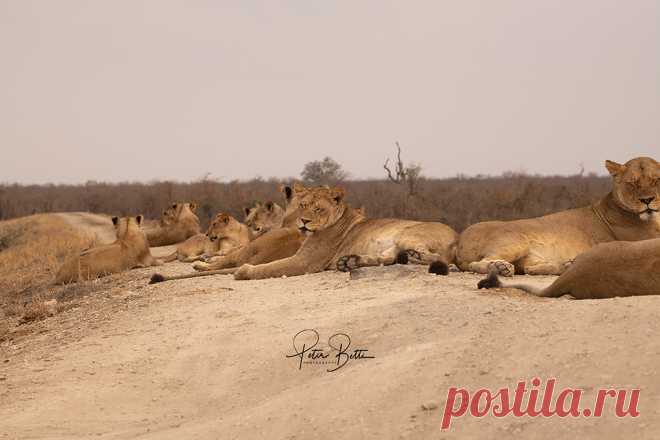 Grootvlei Surprise all on my own in a very remote part of Kruger National Park with 17 relaxed lions around my truck for 2 hours as the only human on the planet to witness and experience this