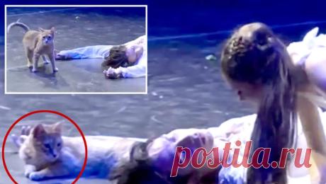 В Турции кот вышел на сцену во время спектакля и попал на видео. В Турции кот вышел на сцену во время спектакля "Ромео и Джульетта" и стал звездой вечера, пишет UPI. Инцидент произошел во время выступления "Императорской школы русского балета" в городе Измир. В самый драматичный ...