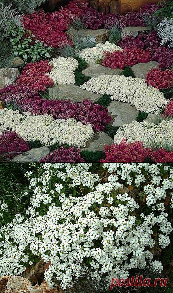 Растения-«коврики» | НА ЗАВАЛИНКЕ