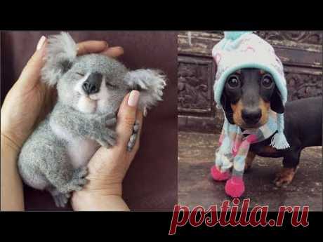 Cute baby animals Videos Compilation cute moment of the animals - Cutest Animals #1