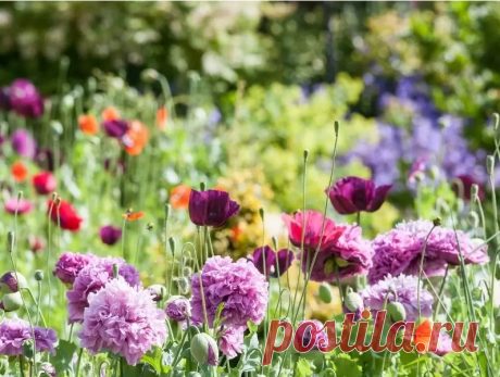 Самосевы для легкого и шикарного сада