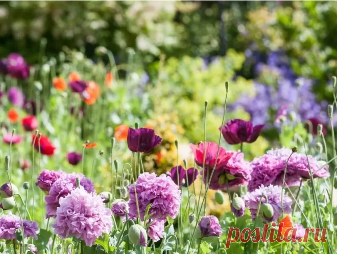 Самосевы для легкого и шикарного сада