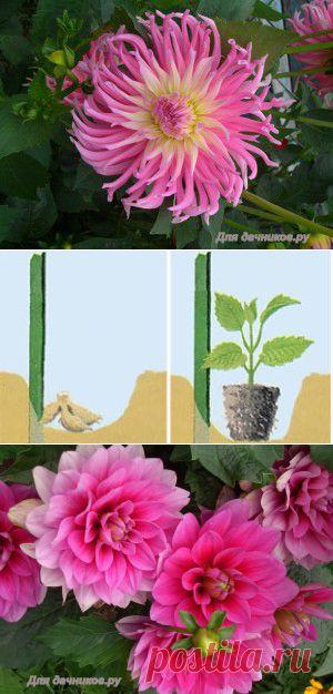 Георгин. Посадка, уход, хранение, размножение | Для дачников.ру