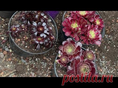Bouture les aeonium facilement