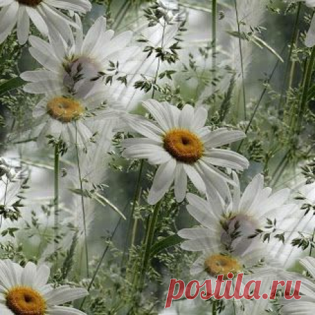 ФОНЫ ОБОИ 60 образцов