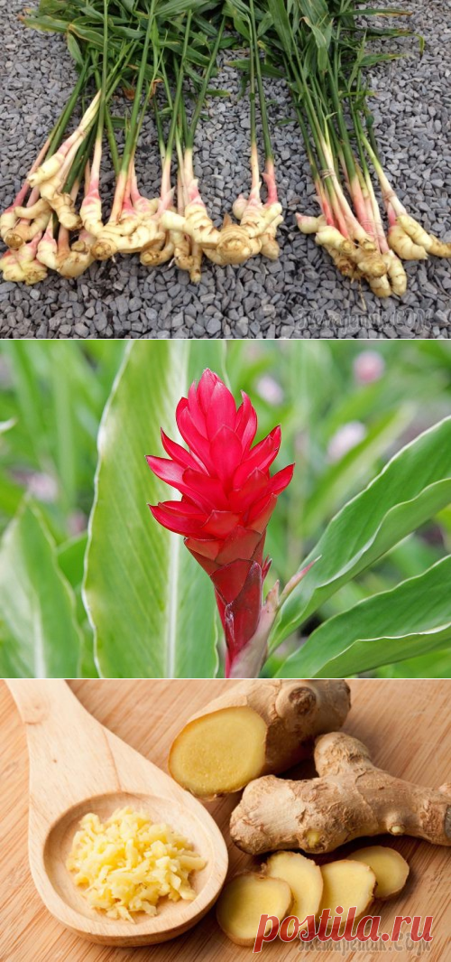 Имбирь на даче: выращивание, уход, размножение