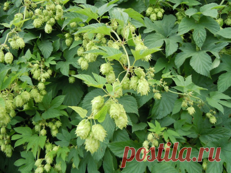 Хмель для здоровья — 6 соток