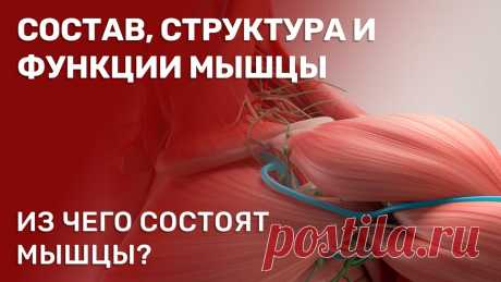 Состав, строение и функции мышцы. Скелетная мышца как орган. Описаны состав, строение и функции скелетной мышцы (то есть из чего состоит мышца (или из чего состоят мышцы), какова ее структура и какие функции мышца выпо...