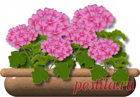 ✿ღ✿Этот цветок должен быть в каждом доме! И вот почему..✿ღ✿