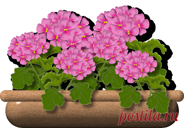 ✿ღ✿Этот цветок должен быть в каждом доме! И вот почему..✿ღ✿