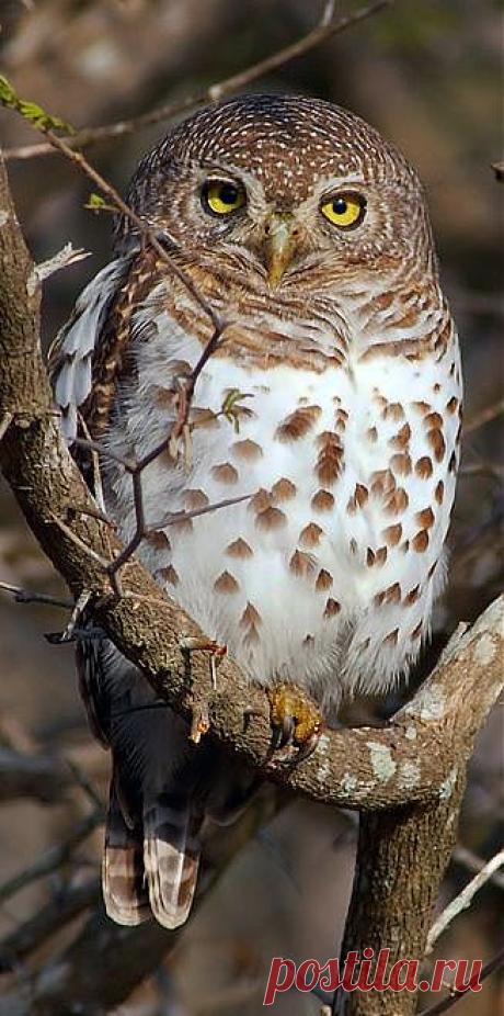 *