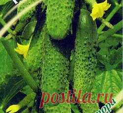 Огурец Кураж F1 семена - низкая цена, описание, отзывы, продажа