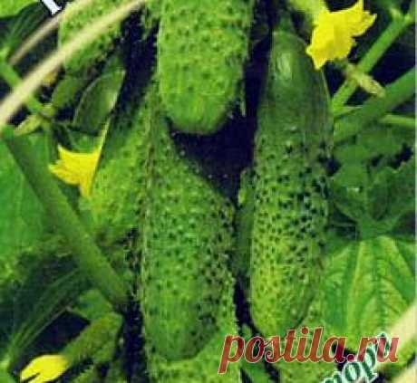 Огурец Кураж F1 семена - низкая цена, описание, отзывы, продажа