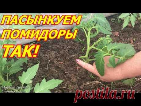 Пасынкуем помидоры ТАК !!!
