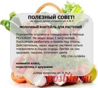 молоко для растений