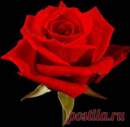 роза - сердце