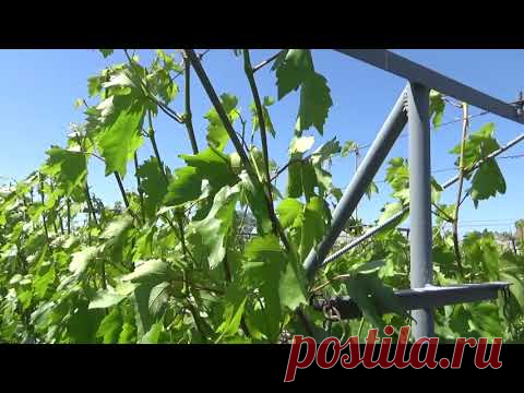 Работа с пасынками на винограднике и прищипывание точки роста.