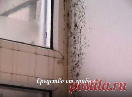 Средство от грибка на стенах