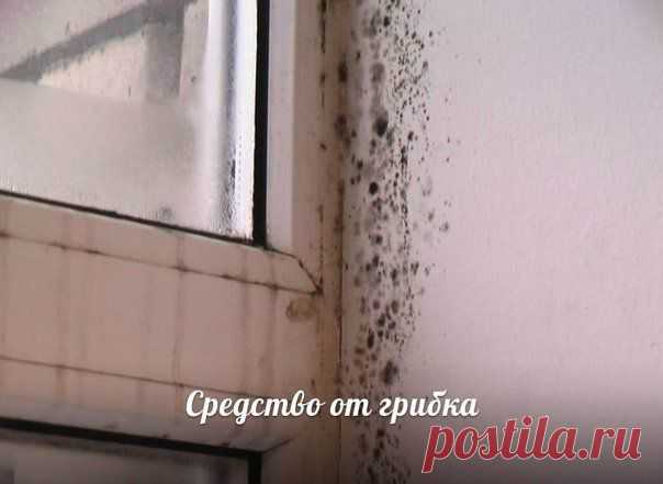 Средство от грибка на стенах