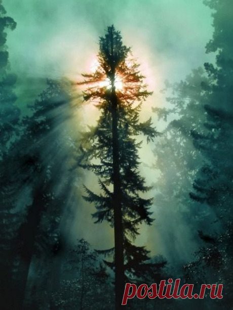 Утро туманное