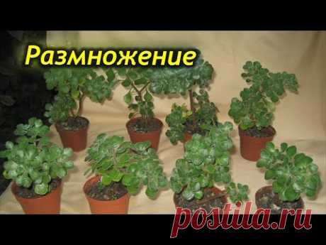 Размножение аихризона в домашних условиях.