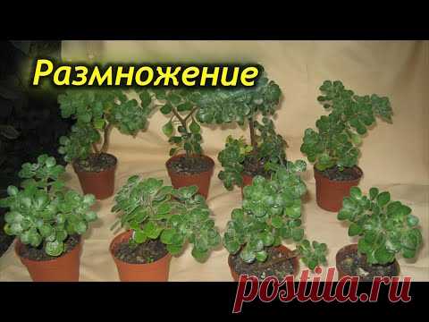 Размножение аихризона в домашних условиях.