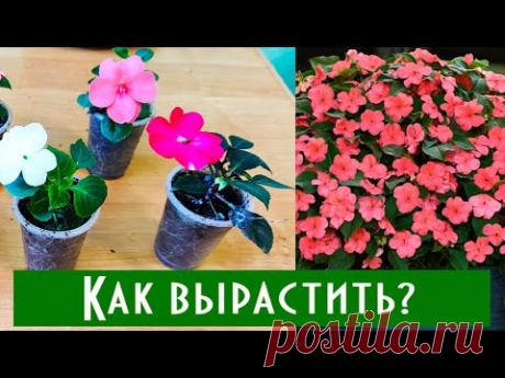 Как Вырастить Роскошный Бальзамин в Домашних Условиях? Черенкование бальзамина