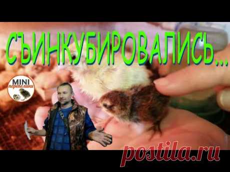 Результат инкубации. Вывод о выводе селадонов..