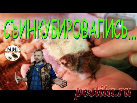 Результат инкубации. Вывод о выводе селадонов..