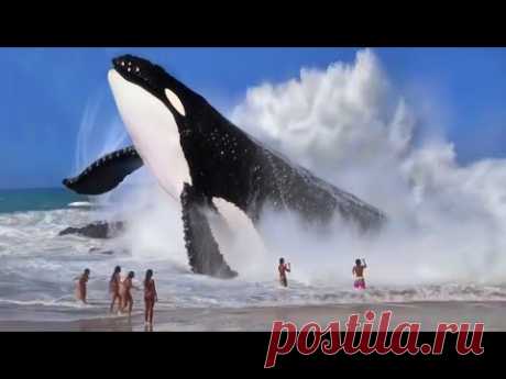 100 Самых Больших Животных в Мире