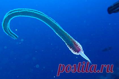 Дайверы обнаружили похожее на трубу существо без глаз и рта. Во время погружения у рифа Сатайя, расположенного у берегов Египта, дайвер Лукас Остертаг обнаружил похожее на трубу существо без глаз, ушей и рта. Другие ныряльщики также не смогли определить, к какому виду относится морской обитатель. Позже дайверы предположили, что им встретилась щупальца убитой медузы.