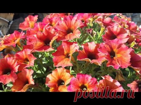 Летнее черенкование петунии!🌱//Готовлю маточники для зимнего сохранения!🍀❄