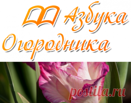 Когда и чем подкармливать гладиолусы