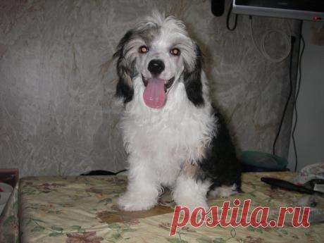 Пушок Мастер Чубчик