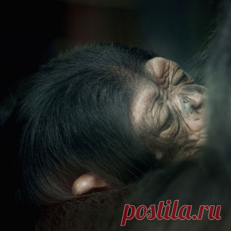 Шимпанзе заботятся о своих инвалидах